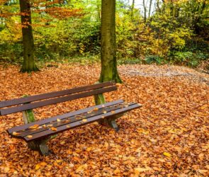giardino-panchina-foglie-autunno